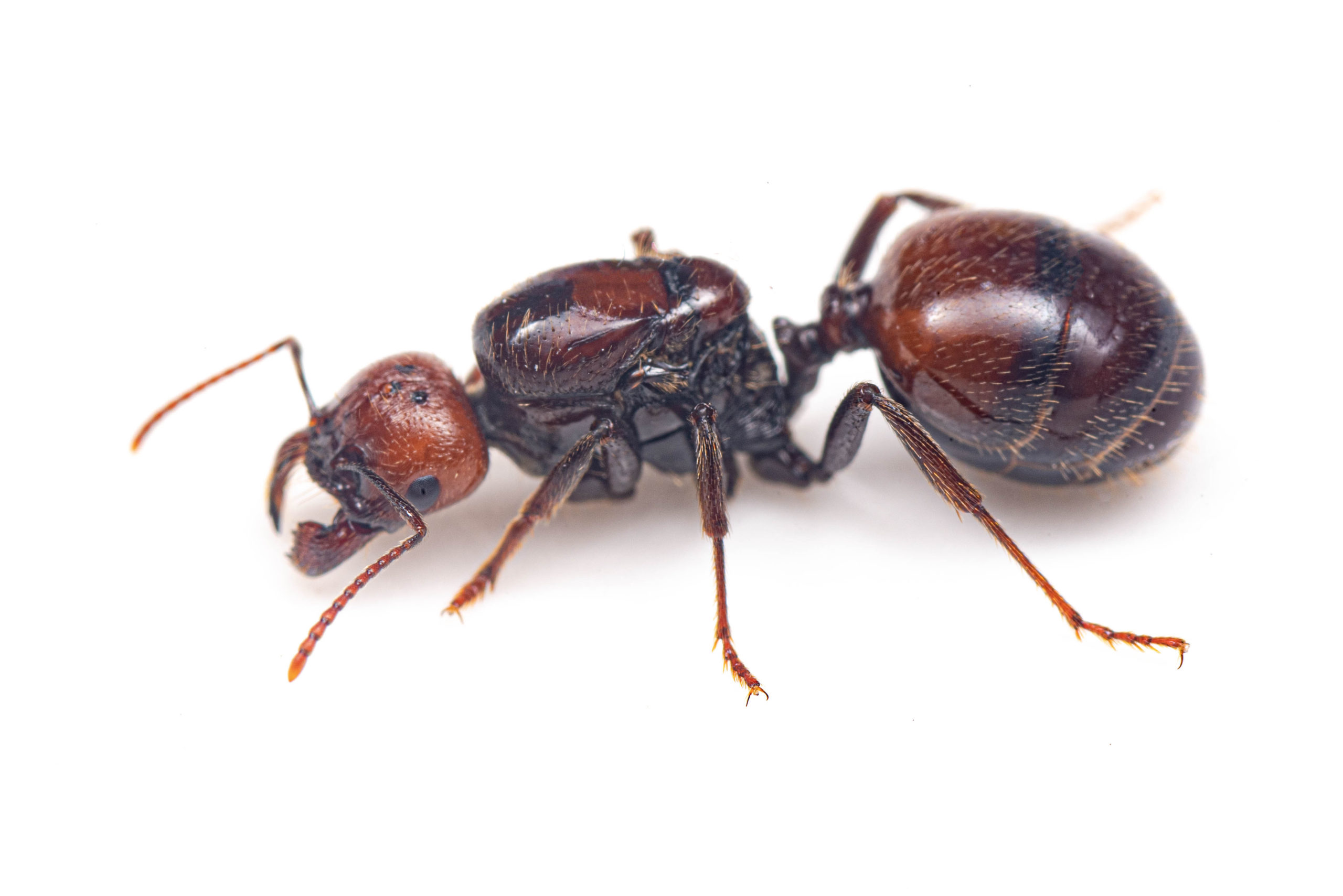 海外産入門種 バルバルスクロナガアリの飼育方法まとめ Ant Street Journal